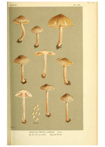 Reproducción/Reproduction 8723391622: Illustrations of British Fungi (Hymenomycetes), to serve as an atlas to the ""Handbook of British Fungi"".. LondonWilliams and Norgate1881-91