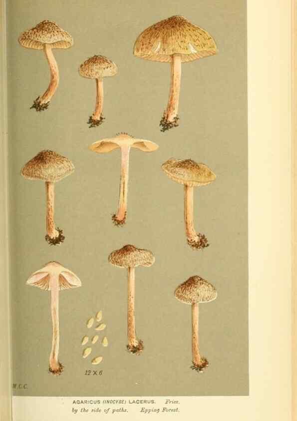 Reproducción/Reproduction 8723391622: Illustrations of British Fungi (Hymenomycetes), to serve as an atlas to the ""Handbook of British Fungi"".. LondonWilliams and Norgate1881-91