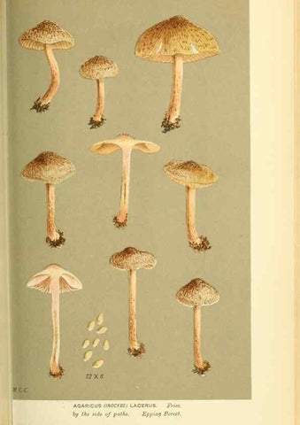 Reproducción/Reproduction 8723391622: Illustrations of British Fungi (Hymenomycetes), to serve as an atlas to the ""Handbook of British Fungi"".. LondonWilliams and Norgate1881-91