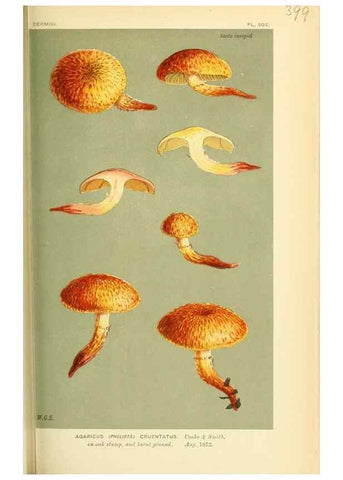 Reproducción/Reproduction 8723386164: Illustrations of British Fungi (Hymenomycetes), to serve as an atlas to the ""Handbook of British Fungi"".. LondonWilliams and Norgate1881-91