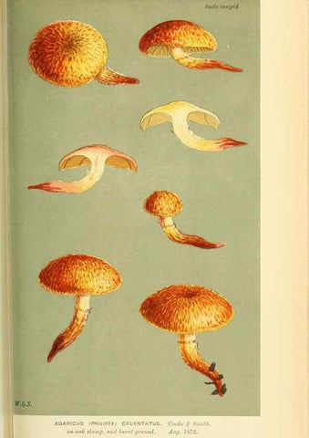 Reproducción/Reproduction 8723386164: Illustrations of British Fungi (Hymenomycetes), to serve as an atlas to the ""Handbook of British Fungi"".. LondonWilliams and Norgate1881-91