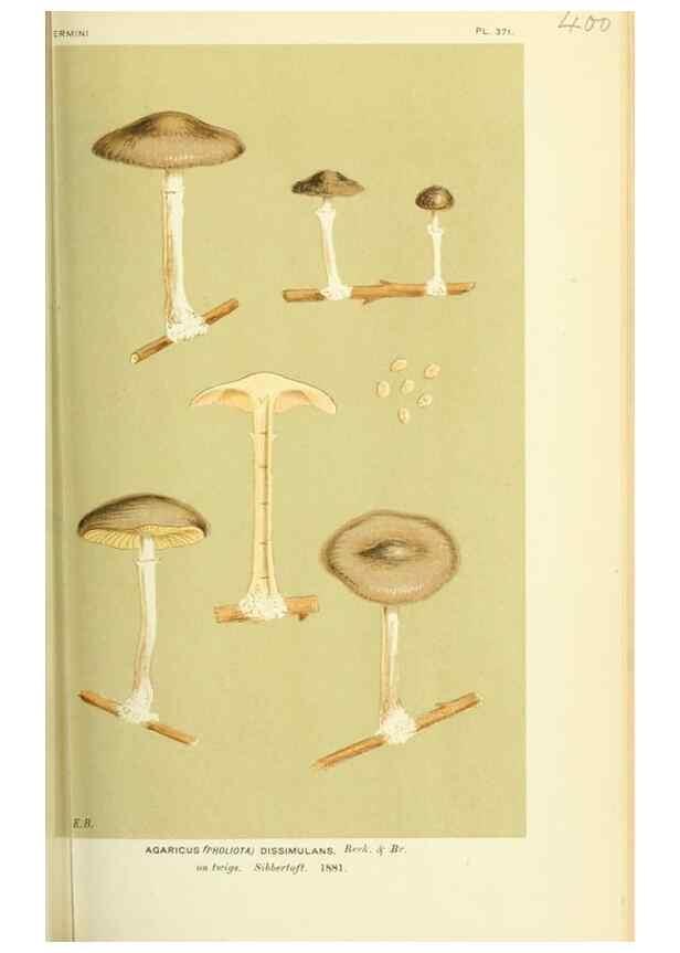 Reproducción/Reproduction 8722266837: Illustrations of British Fungi (Hymenomycetes), to serve as an atlas to the ""Handbook of British Fungi"".. LondonWilliams and Norgate1881-91