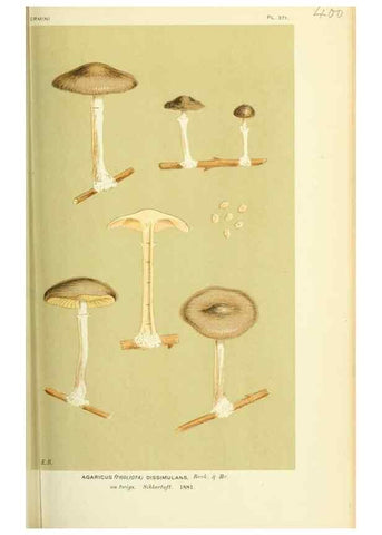 Reproducción/Reproduction 8722266837: Illustrations of British Fungi (Hymenomycetes), to serve as an atlas to the ""Handbook of British Fungi"".. LondonWilliams and Norgate1881-91