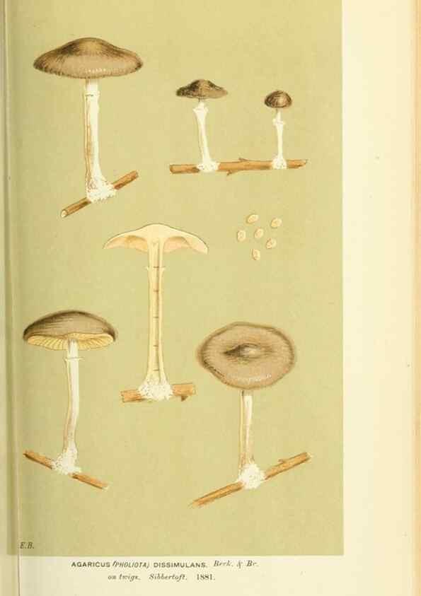 Reproducción/Reproduction 8722266837: Illustrations of British Fungi (Hymenomycetes), to serve as an atlas to the ""Handbook of British Fungi"".. LondonWilliams and Norgate1881-91