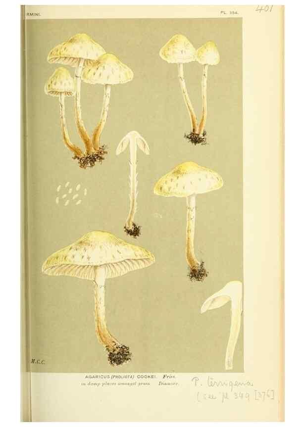 Reproducción/Reproduction 8723386796: Illustrations of British Fungi (Hymenomycetes), to serve as an atlas to the ""Handbook of British Fungi"".. LondonWilliams and Norgate1881-91