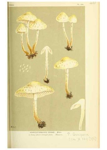 Reproducción/Reproduction 8723386796: Illustrations of British Fungi (Hymenomycetes), to serve as an atlas to the ""Handbook of British Fungi"".. LondonWilliams and Norgate1881-91