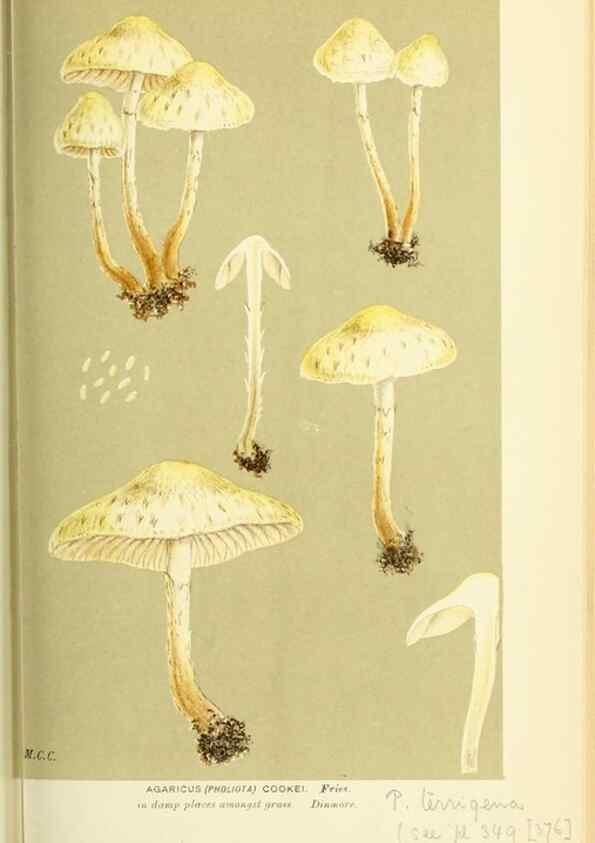 Reproducción/Reproduction 8723386796: Illustrations of British Fungi (Hymenomycetes), to serve as an atlas to the ""Handbook of British Fungi"".. LondonWilliams and Norgate1881-91