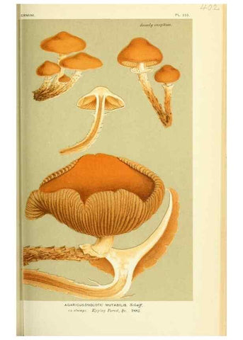 Reproducción/Reproduction 8723387198: Illustrations of British Fungi (Hymenomycetes), to serve as an atlas to the ""Handbook of British Fungi"".. LondonWilliams and Norgate1881-91