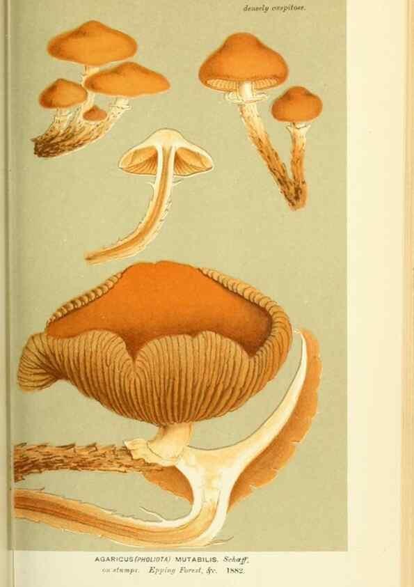 Reproducción/Reproduction 8723387198: Illustrations of British Fungi (Hymenomycetes), to serve as an atlas to the ""Handbook of British Fungi"".. LondonWilliams and Norgate1881-91