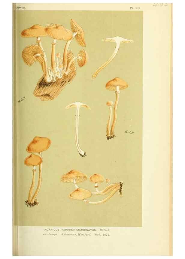 Reproducción/Reproduction 8722267857: Illustrations of British Fungi (Hymenomycetes), to serve as an atlas to the ""Handbook of British Fungi"".. LondonWilliams and Norgate1881-91