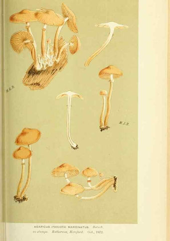 Reproducción/Reproduction 8722267857: Illustrations of British Fungi (Hymenomycetes), to serve as an atlas to the ""Handbook of British Fungi"".. LondonWilliams and Norgate1881-91