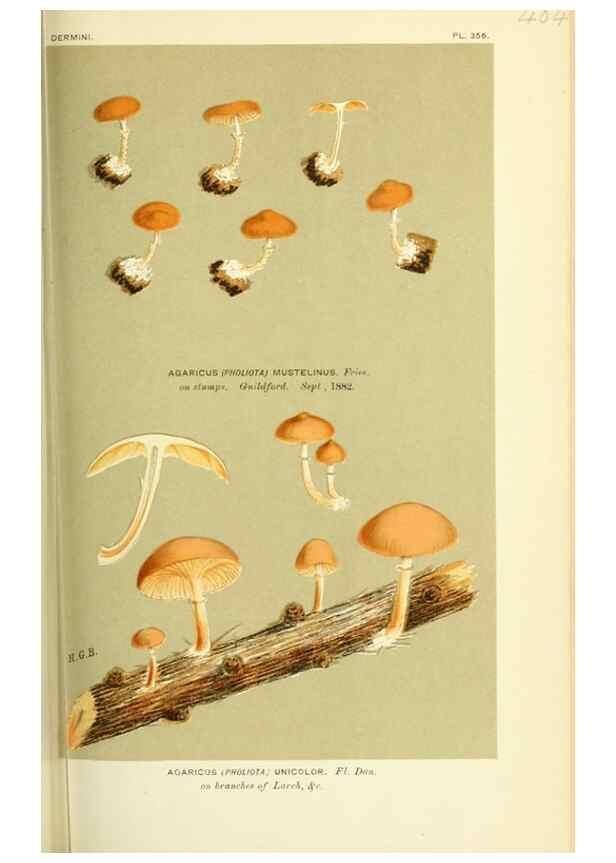 Reproducción/Reproduction 8723387862: Illustrations of British Fungi (Hymenomycetes), to serve as an atlas to the ""Handbook of British Fungi"".. LondonWilliams and Norgate1881-91