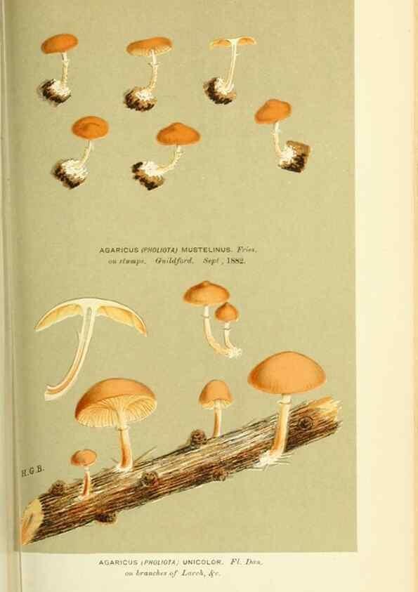 Reproducción/Reproduction 8723387862: Illustrations of British Fungi (Hymenomycetes), to serve as an atlas to the ""Handbook of British Fungi"".. LondonWilliams and Norgate1881-91