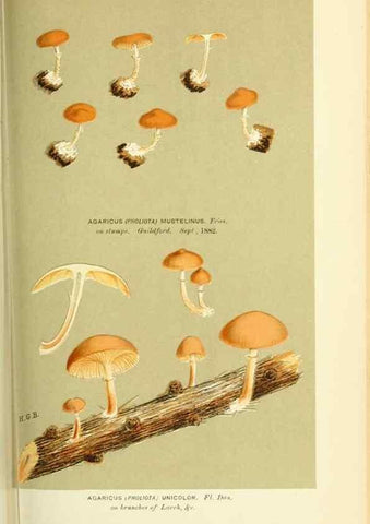 Reproducción/Reproduction 8723387862: Illustrations of British Fungi (Hymenomycetes), to serve as an atlas to the ""Handbook of British Fungi"".. LondonWilliams and Norgate1881-91
