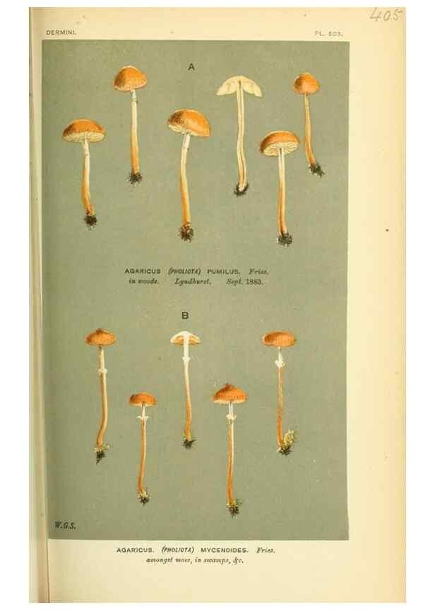 Reproducción/Reproduction 8723388156: Illustrations of British Fungi (Hymenomycetes), to serve as an atlas to the ""Handbook of British Fungi"".. LondonWilliams and Norgate1881-91
