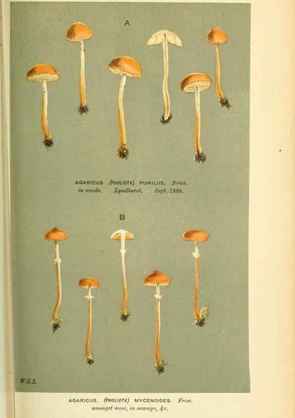 Reproducción/Reproduction 8723388156: Illustrations of British Fungi (Hymenomycetes), to serve as an atlas to the ""Handbook of British Fungi"".. LondonWilliams and Norgate1881-91
