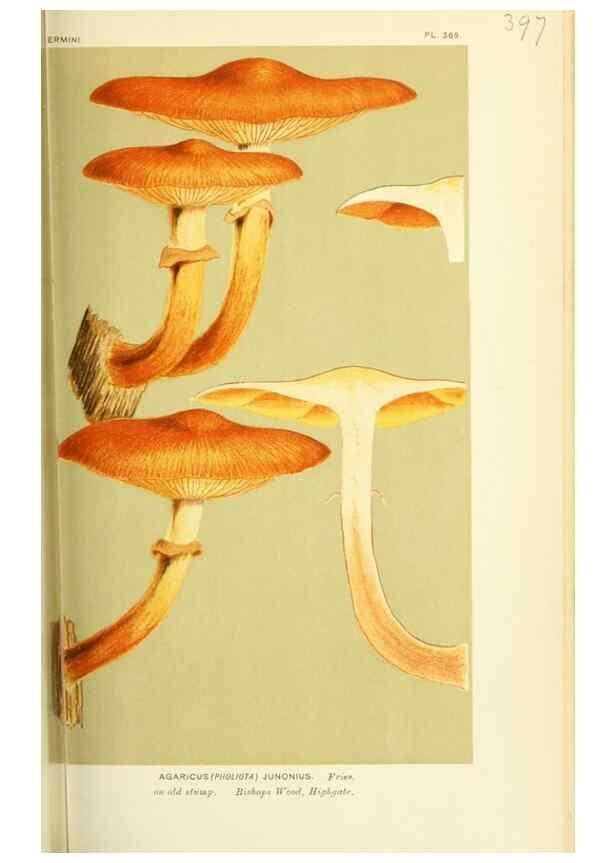 Reproducción/Reproduction 8722265653: Illustrations of British Fungi (Hymenomycetes), to serve as an atlas to the ""Handbook of British Fungi"".. LondonWilliams and Norgate1881-91