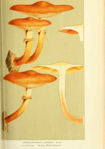 Reproducción/Reproduction 8722265653: Illustrations of British Fungi (Hymenomycetes), to serve as an atlas to the ""Handbook of British Fungi"".. LondonWilliams and Norgate1881-91