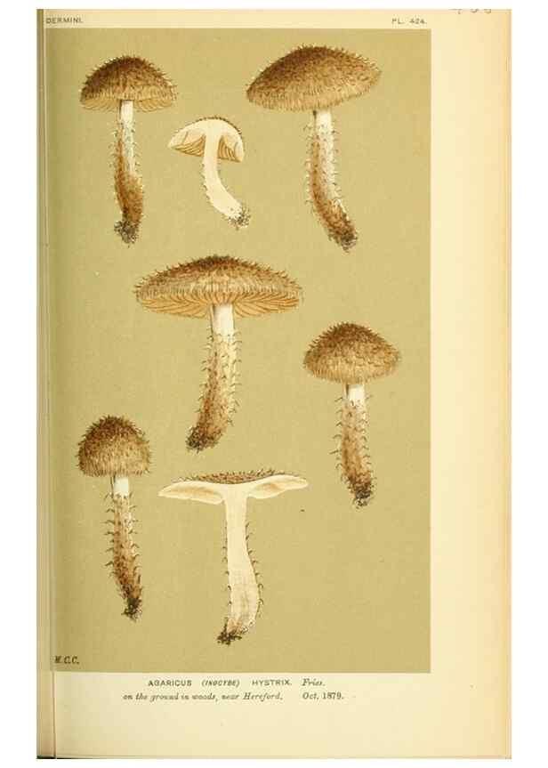 Reproducción/Reproduction 8723388538: Illustrations of British Fungi (Hymenomycetes), to serve as an atlas to the ""Handbook of British Fungi"".. LondonWilliams and Norgate1881-91