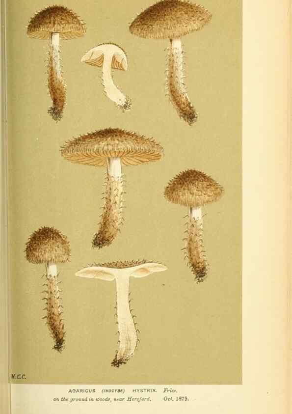 Reproducción/Reproduction 8723388538: Illustrations of British Fungi (Hymenomycetes), to serve as an atlas to the ""Handbook of British Fungi"".. LondonWilliams and Norgate1881-91