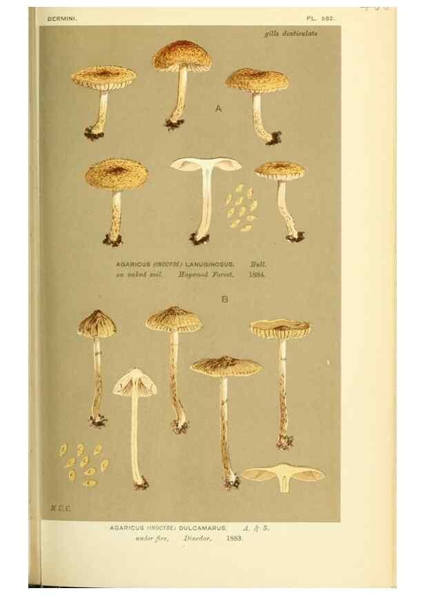 Reproducción/Reproduction 8722269491: Illustrations of British Fungi (Hymenomycetes), to serve as an atlas to the ""Handbook of British Fungi"".. LondonWilliams and Norgate1881-91
