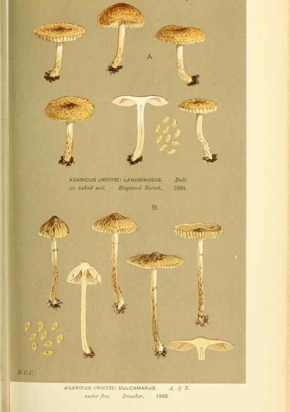 Reproducción/Reproduction 8722269491: Illustrations of British Fungi (Hymenomycetes), to serve as an atlas to the ""Handbook of British Fungi"".. LondonWilliams and Norgate1881-91