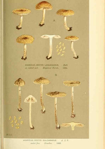 Reproducción/Reproduction 8722269491: Illustrations of British Fungi (Hymenomycetes), to serve as an atlas to the ""Handbook of British Fungi"".. LondonWilliams and Norgate1881-91