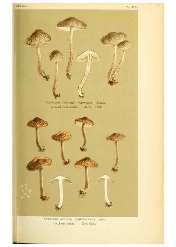 Reproducción/Reproduction 8723389590: Illustrations of British Fungi (Hymenomycetes), to serve as an atlas to the ""Handbook of British Fungi"".. LondonWilliams and Norgate1881-91