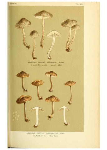 Reproducción/Reproduction 8723389590: Illustrations of British Fungi (Hymenomycetes), to serve as an atlas to the ""Handbook of British Fungi"".. LondonWilliams and Norgate1881-91
