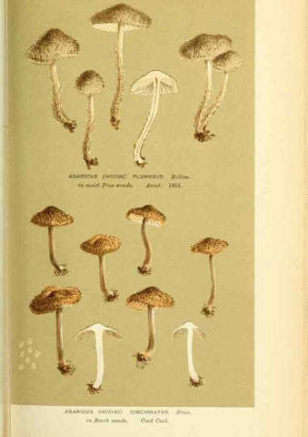 Reproducción/Reproduction 8723389590: Illustrations of British Fungi (Hymenomycetes), to serve as an atlas to the ""Handbook of British Fungi"".. LondonWilliams and Norgate1881-91