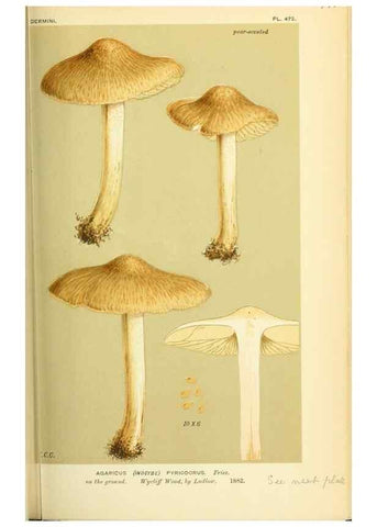 Reproducción/Reproduction 8723390196: Illustrations of British Fungi (Hymenomycetes), to serve as an atlas to the ""Handbook of British Fungi"".. LondonWilliams and Norgate1881-91