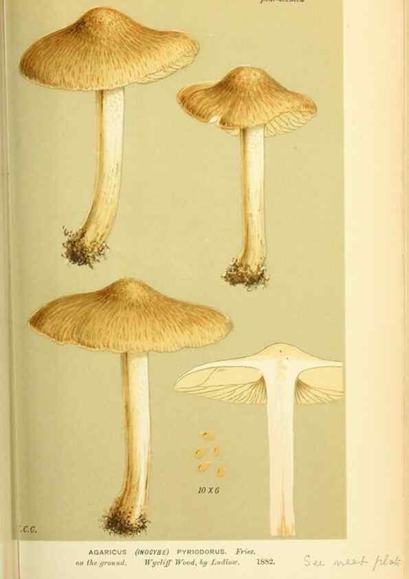 Reproducción/Reproduction 8723390196: Illustrations of British Fungi (Hymenomycetes), to serve as an atlas to the ""Handbook of British Fungi"".. LondonWilliams and Norgate1881-91