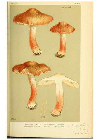 Reproducción/Reproduction 8722270643: Illustrations of British Fungi (Hymenomycetes), to serve as an atlas to the ""Handbook of British Fungi"".. LondonWilliams and Norgate1881-91