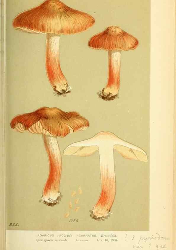 Reproducción/Reproduction 8722270643: Illustrations of British Fungi (Hymenomycetes), to serve as an atlas to the ""Handbook of British Fungi"".. LondonWilliams and Norgate1881-91