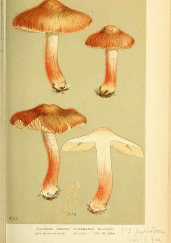 Reproducción/Reproduction 8722270643: Illustrations of British Fungi (Hymenomycetes), to serve as an atlas to the ""Handbook of British Fungi"".. LondonWilliams and Norgate1881-91