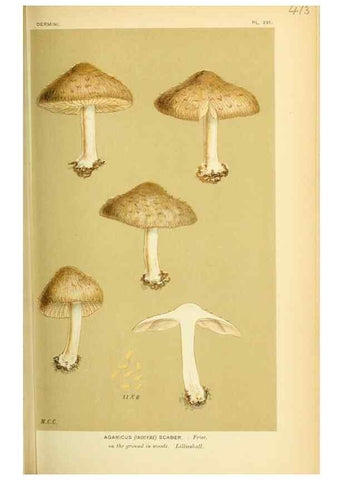Reproducción/Reproduction 8722271005: Illustrations of British Fungi (Hymenomycetes), to serve as an atlas to the ""Handbook of British Fungi"".. LondonWilliams and Norgate1881-91