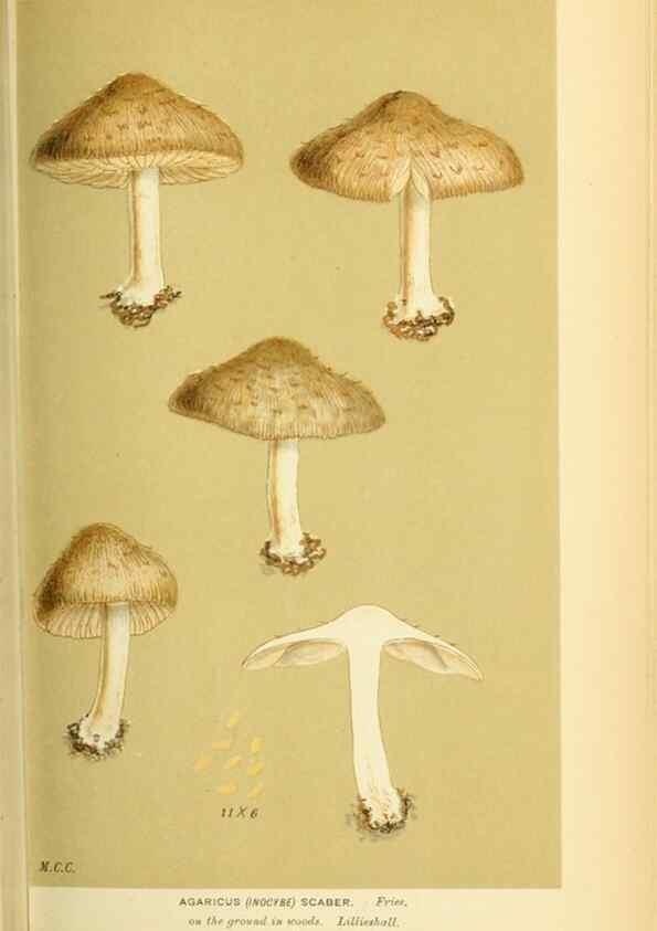 Reproducción/Reproduction 8722271005: Illustrations of British Fungi (Hymenomycetes), to serve as an atlas to the ""Handbook of British Fungi"".. LondonWilliams and Norgate1881-91