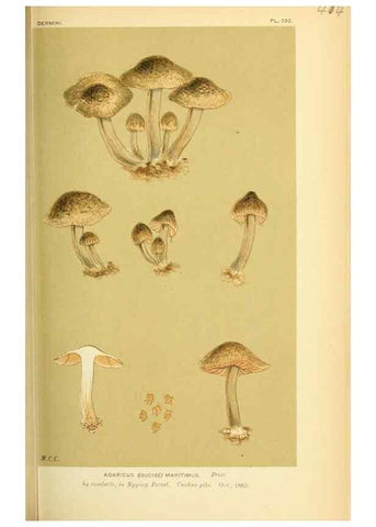 Reproducción/Reproduction 8723391268: Illustrations of British Fungi (Hymenomycetes), to serve as an atlas to the ""Handbook of British Fungi"".. LondonWilliams and Norgate1881-91