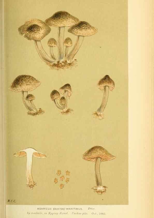 Reproducción/Reproduction 8723391268: Illustrations of British Fungi (Hymenomycetes), to serve as an atlas to the ""Handbook of British Fungi"".. LondonWilliams and Norgate1881-91