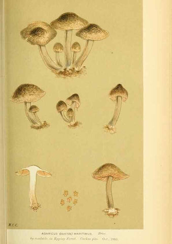 Reproducción/Reproduction 8723391268: Illustrations of British Fungi (Hymenomycetes), to serve as an atlas to the ""Handbook of British Fungi"".. LondonWilliams and Norgate1881-91