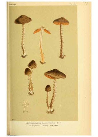 Reproducción/Reproduction 8722269183: Illustrations of British Fungi (Hymenomycetes), to serve as an atlas to the ""Handbook of British Fungi"".. LondonWilliams and Norgate1881-91