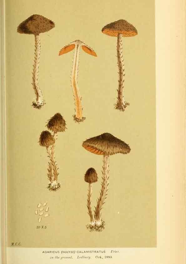 Reproducción/Reproduction 8722269183: Illustrations of British Fungi (Hymenomycetes), to serve as an atlas to the ""Handbook of British Fungi"".. LondonWilliams and Norgate1881-91