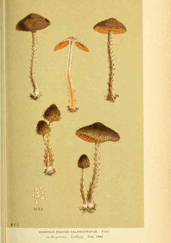 Reproducción/Reproduction 8722269183: Illustrations of British Fungi (Hymenomycetes), to serve as an atlas to the ""Handbook of British Fungi"".. LondonWilliams and Norgate1881-91