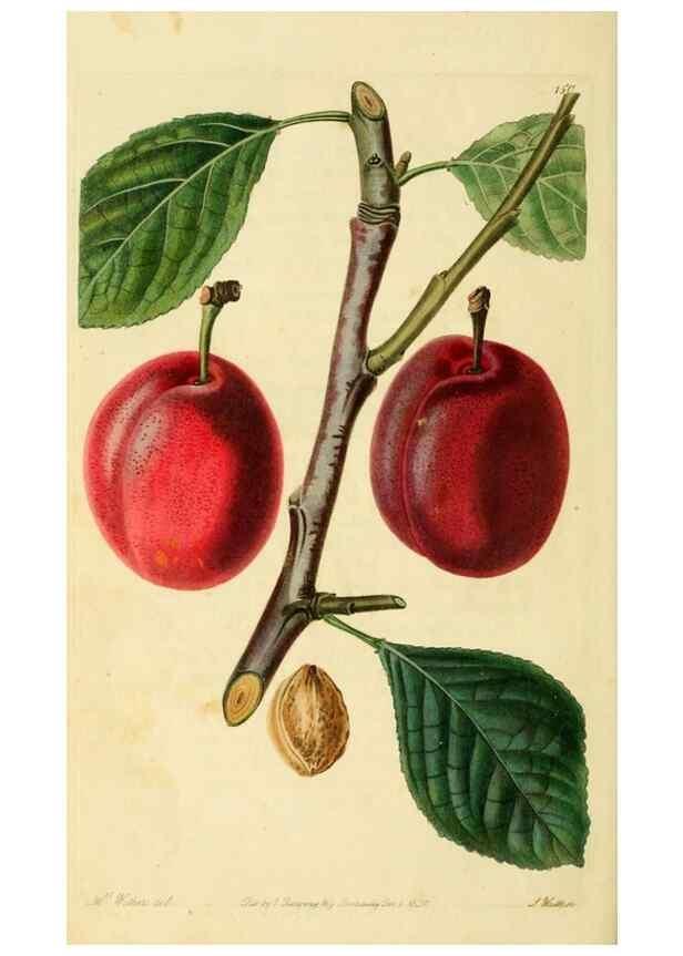 Reproducción/Reproduction 8743723449: The Pomological magazine;. London;J. Ridgway.