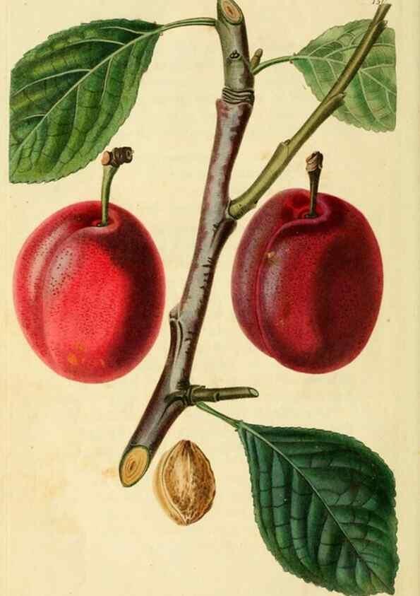 Reproducción/Reproduction 8743723449: The Pomological magazine;. London;J. Ridgway.