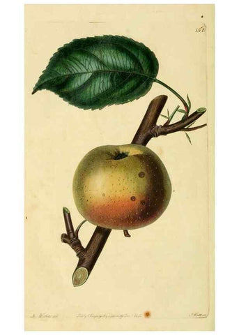 Reproducción/Reproduction 8744844036: The Pomological magazine;. London;J. Ridgway.