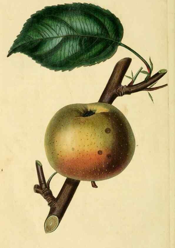 Reproducción/Reproduction 8744844036: The Pomological magazine;. London;J. Ridgway.