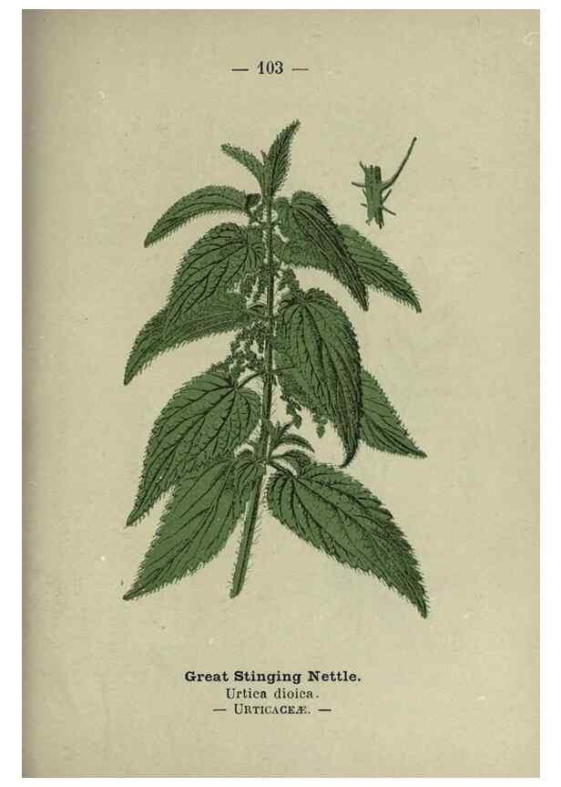 Reproducción/Reproduction 8746670269: Wayside and woodland blossoms :. London ;F. Warne,1895.