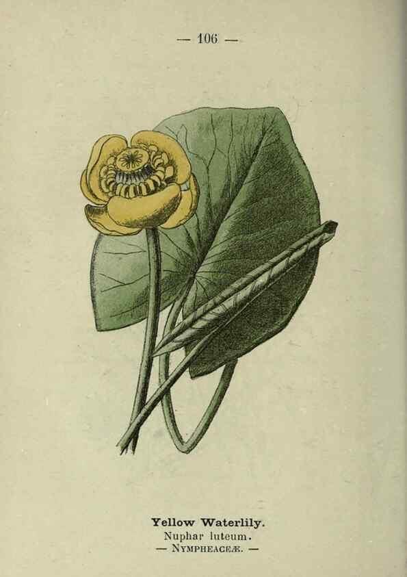 Reproducción/Reproduction 8746671635: Wayside and woodland blossoms :. London ;F. Warne,1895.