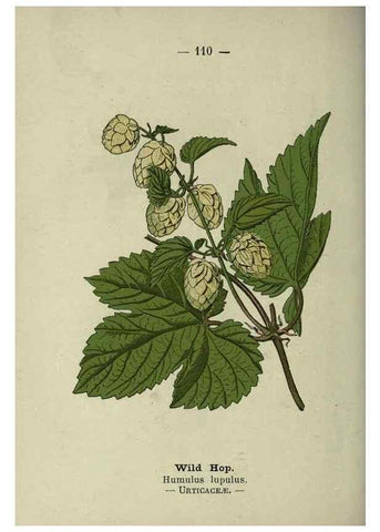 Reproducción/Reproduction 8746673493: Wayside and woodland blossoms :. London ;F. Warne,1895.